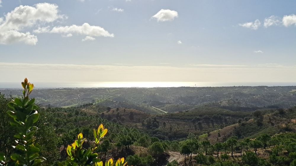 Venda terreno rustico 5,6 ha, com pinhal e árvores diversas