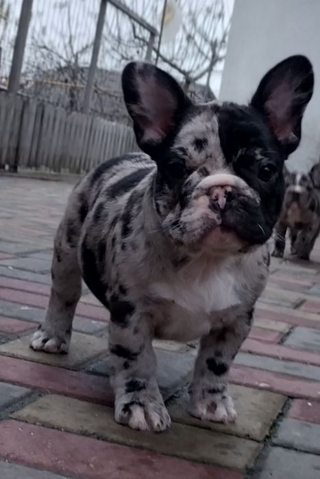 Шикарная красуня девчуля