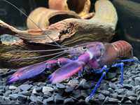 Rak Cherax Boesemani tricolor