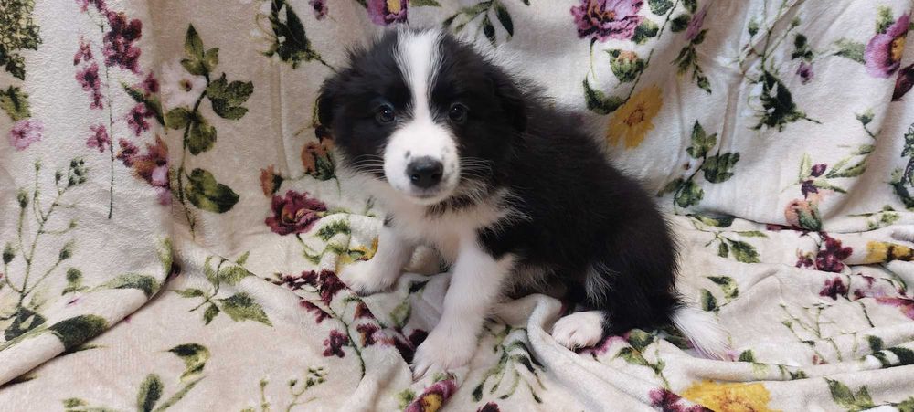Border Collie  szczeniak suczka czarno-biała :-) piękna:-)