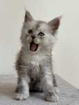 Kocurek Maine Coon rodowod FPL+ wyprawka