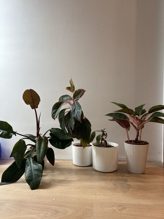 Oddam 4 roślinki ZAREZERWOWANE