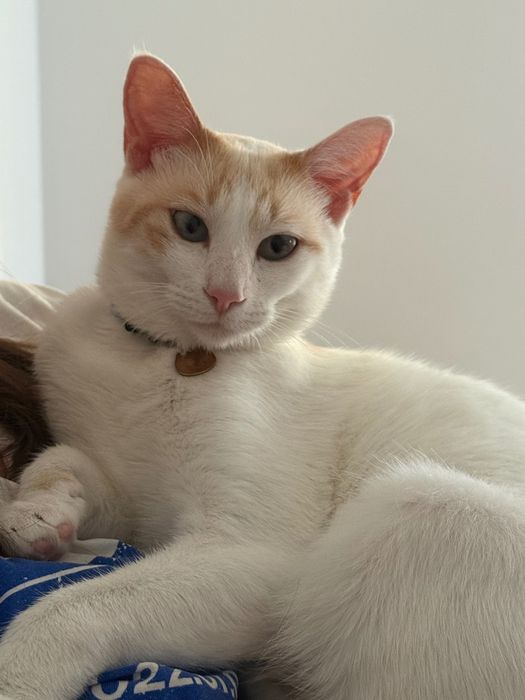 Gato muito meiguinho para doação