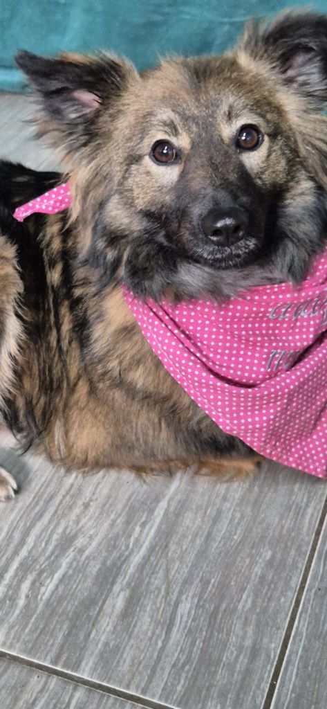 Radosna roczna Roxy do adopcji