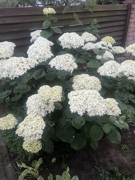 Древовидна гортензія Анабель