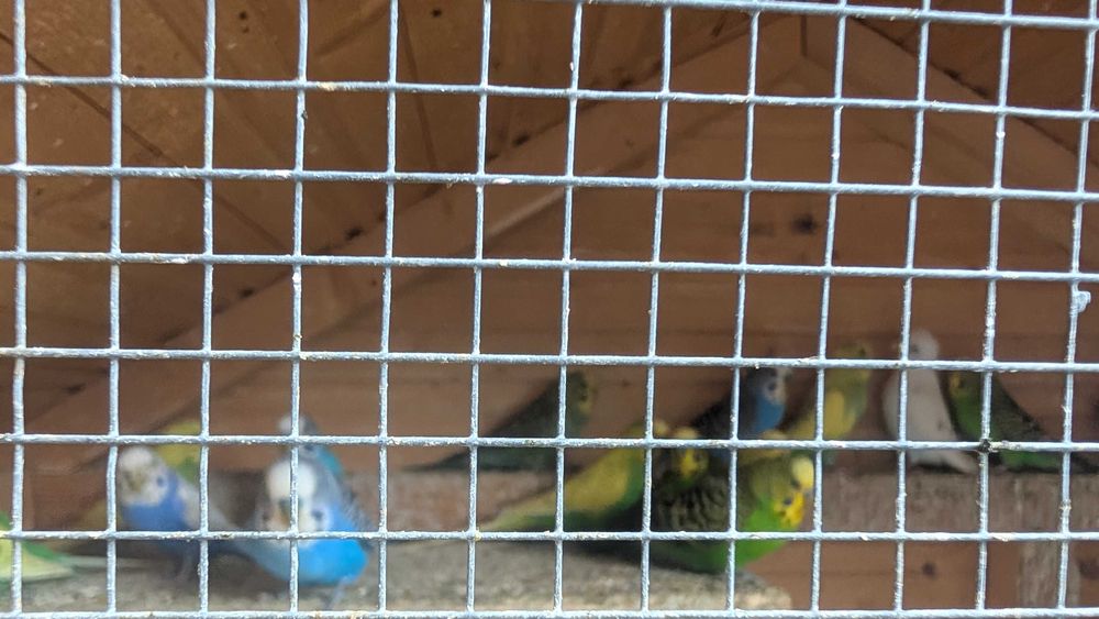 Papugi faliste sprzedaż