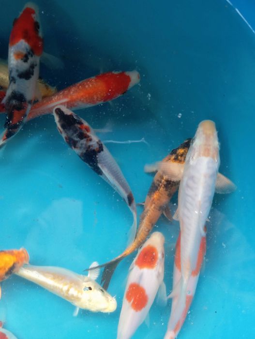 Carpas koi vários tamanhos