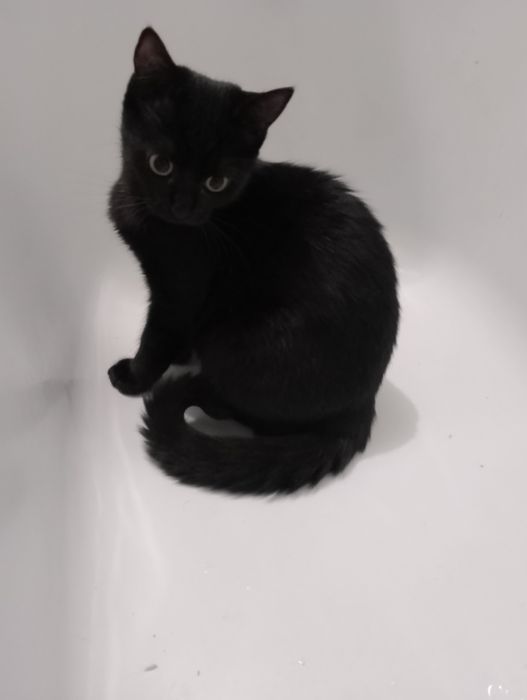 Кошеня дівчинка   4 місяці