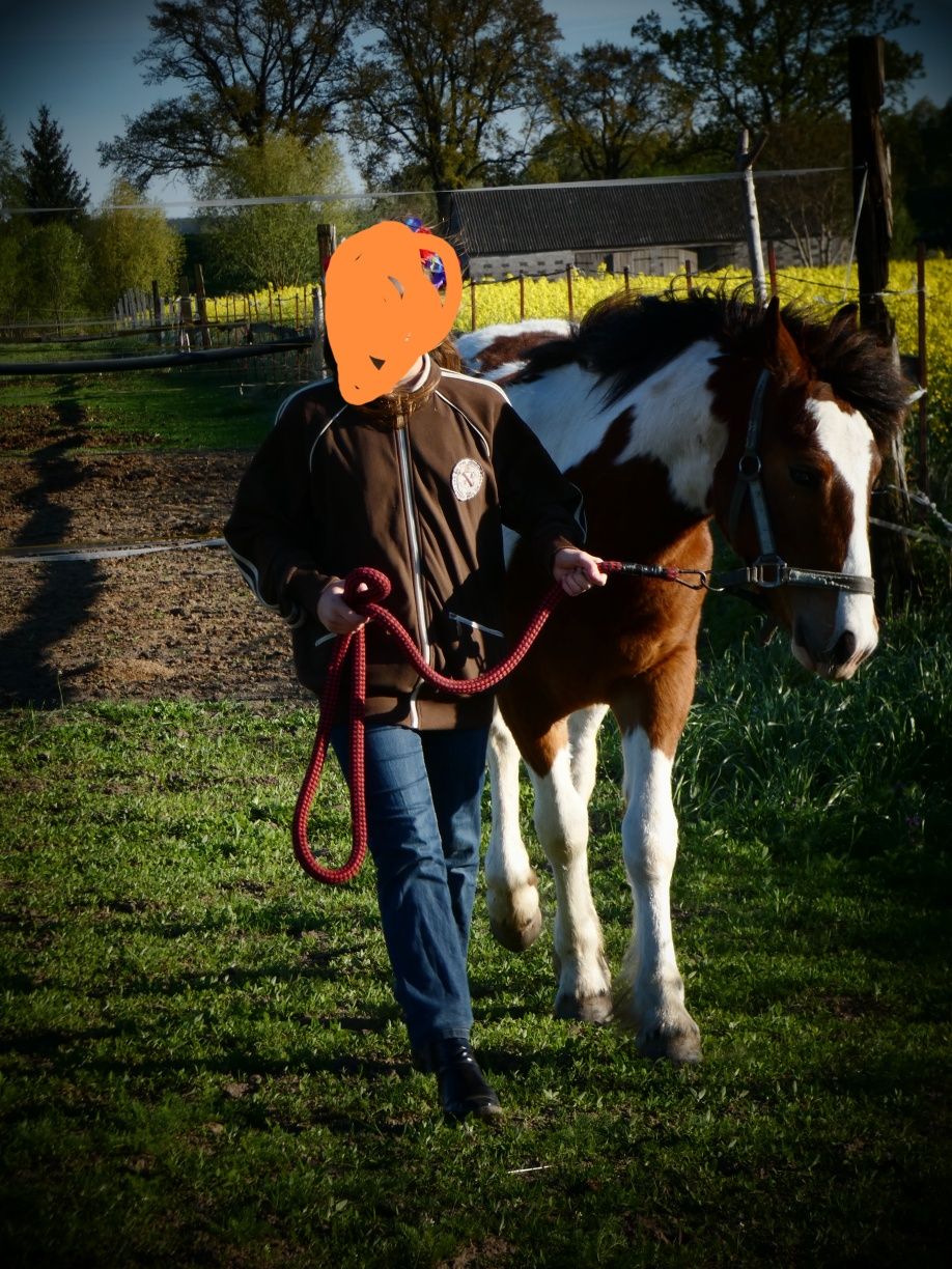 Sprzedam ogierka