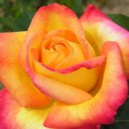 Roseira que dá ROSAS da PAZ, flores lindissimas