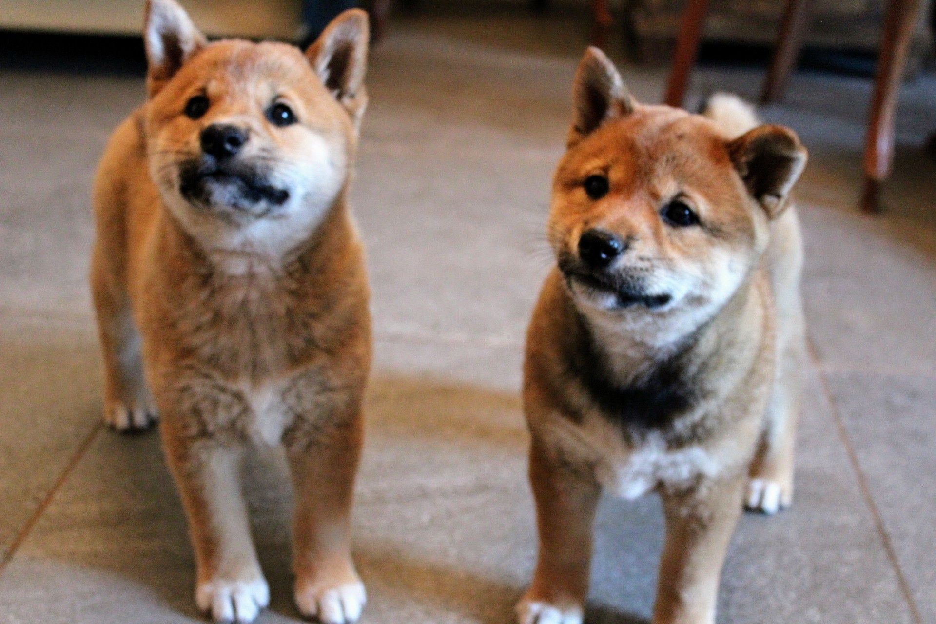SUCZKA * Shiba Inu * HIKARI * Gotowa do Odbioru