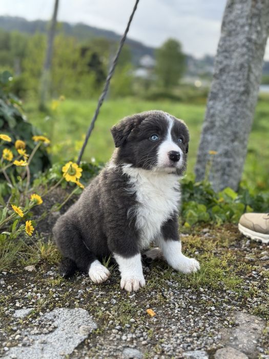 Border Collie Cinza