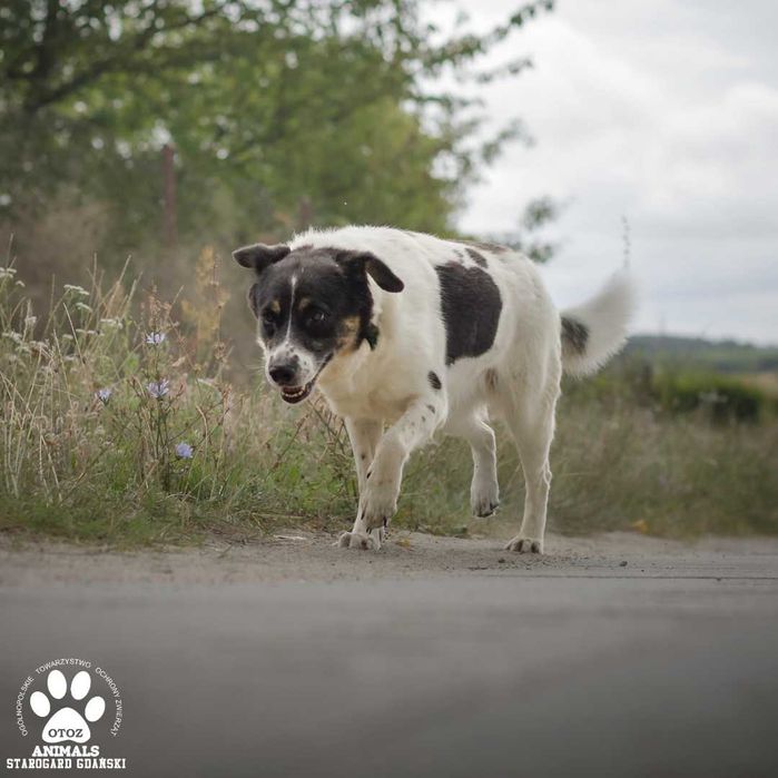 Starsza Roksana szuka domu