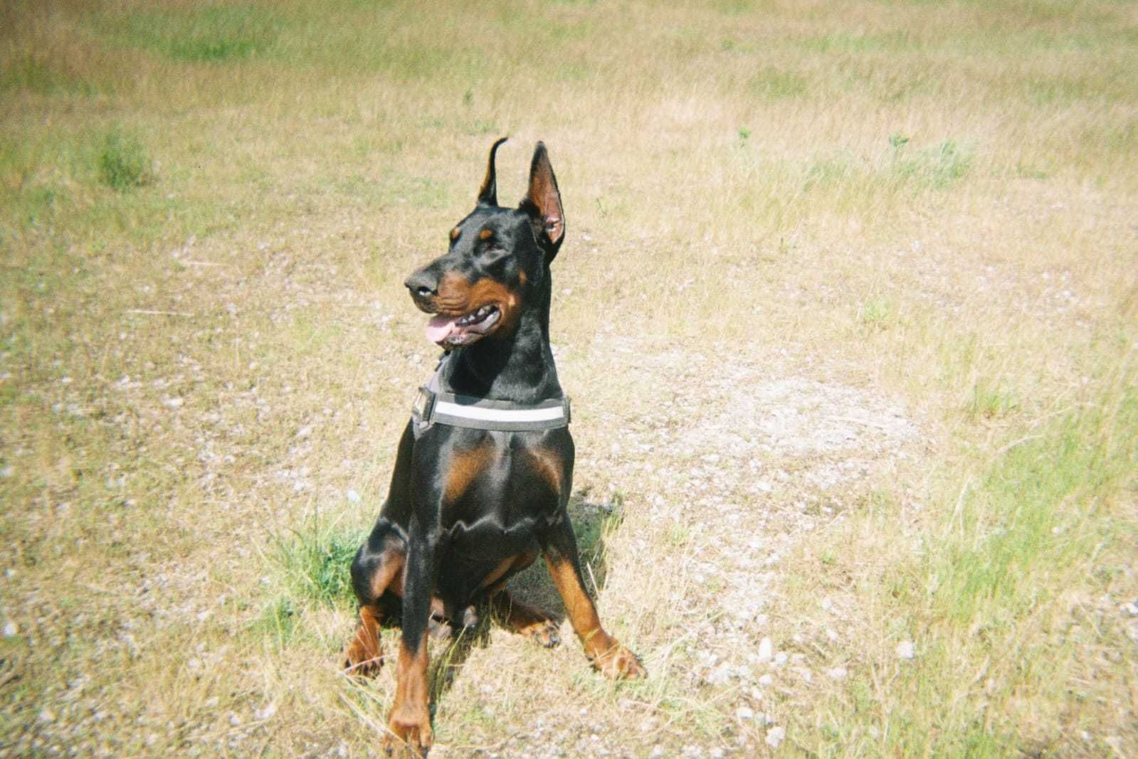 Doberman com lop/pedegree