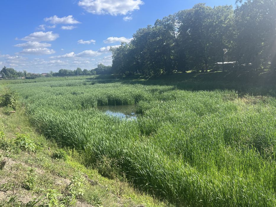 Koszenie trzciny odmulanie wykaszanie oczyszczanie zbiorników wodnych