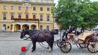 Klacz Śląska 8 lat Siodło Bryczka