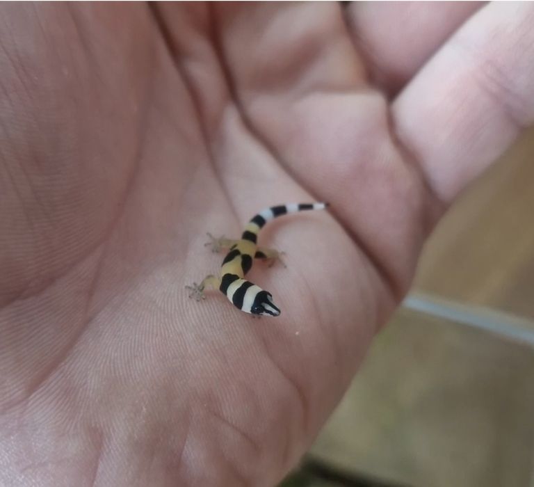 Jaszczurka , Gekon nsex