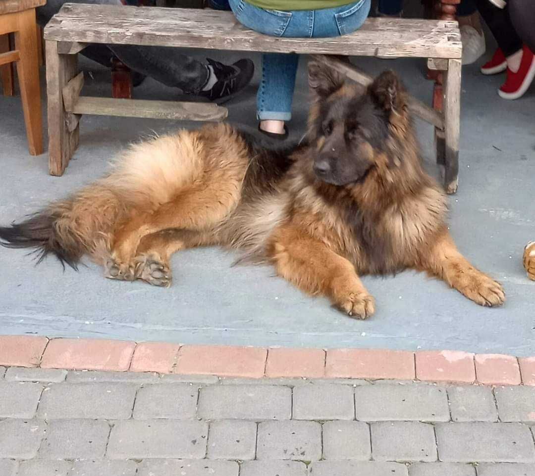 Flama Nadal Poszukiwana okolice Buska-Zdrój