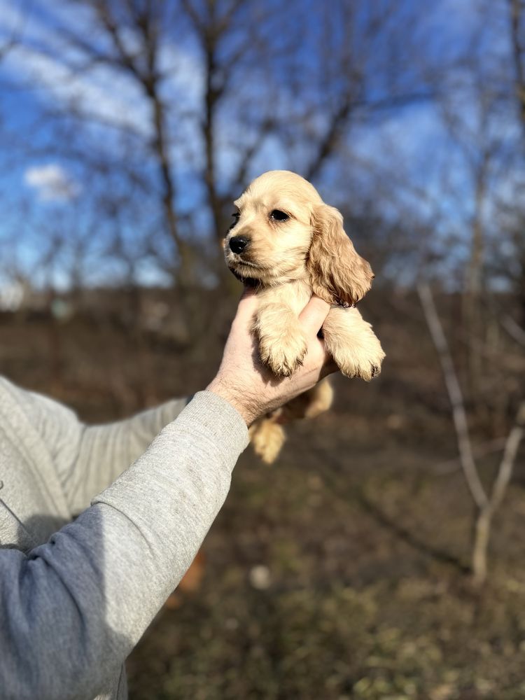 Бомбезний хлопчик англійського кокера