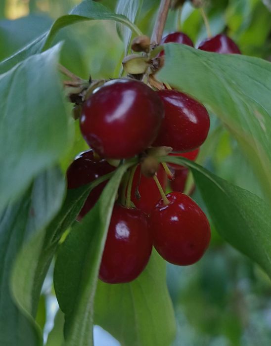 Dereń jadalny mrożony – naturalny skarb z sadu!