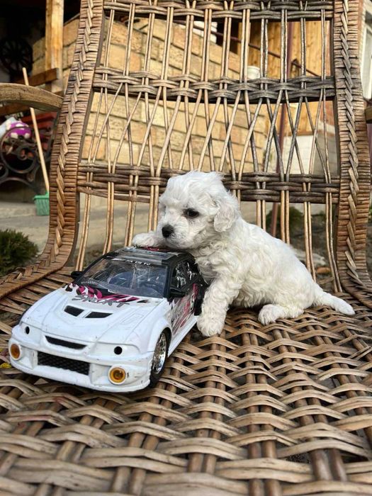 Цуцики бішон фрізе