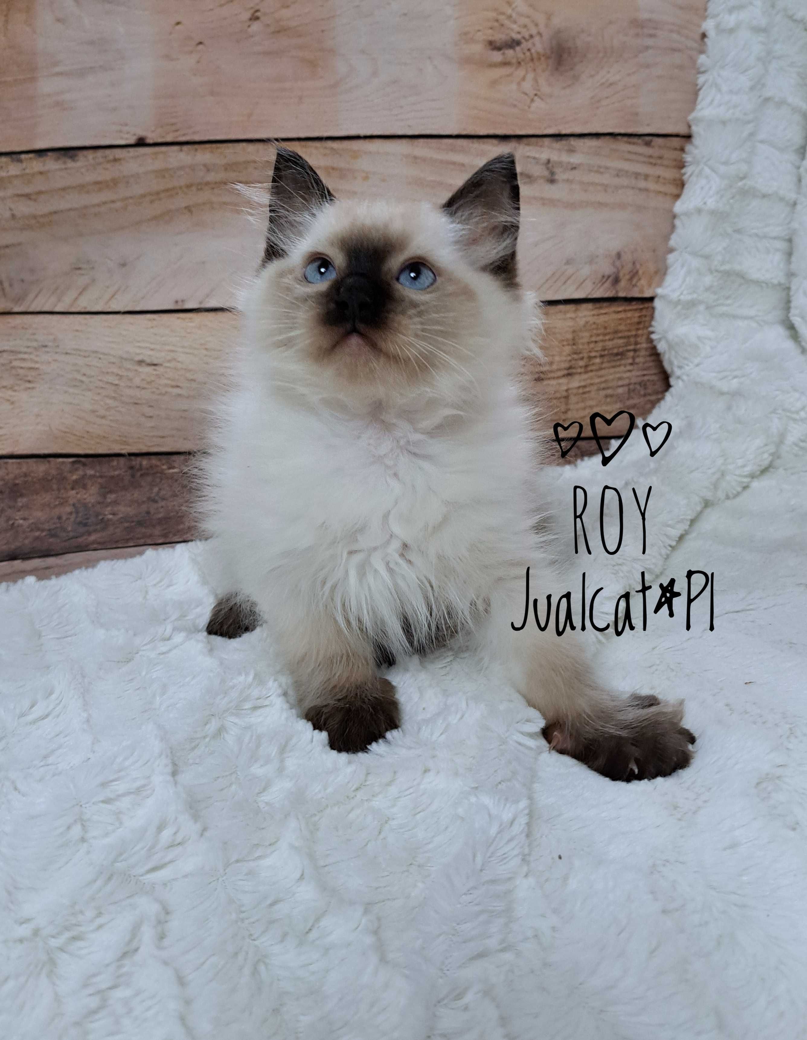 RAGDOLL Kocurek seal colorpoint Rag n Rodówod FPL