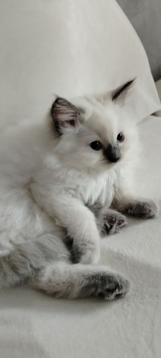 Cudny Kocurek ragdoll