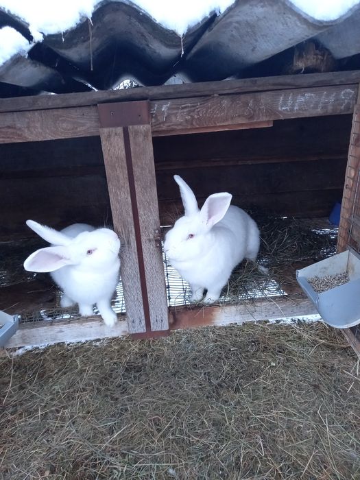 Кролики , кріль, кролі, чистокровні