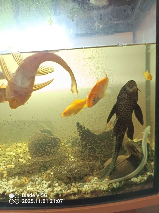 Rybki do oczka/ akwarium