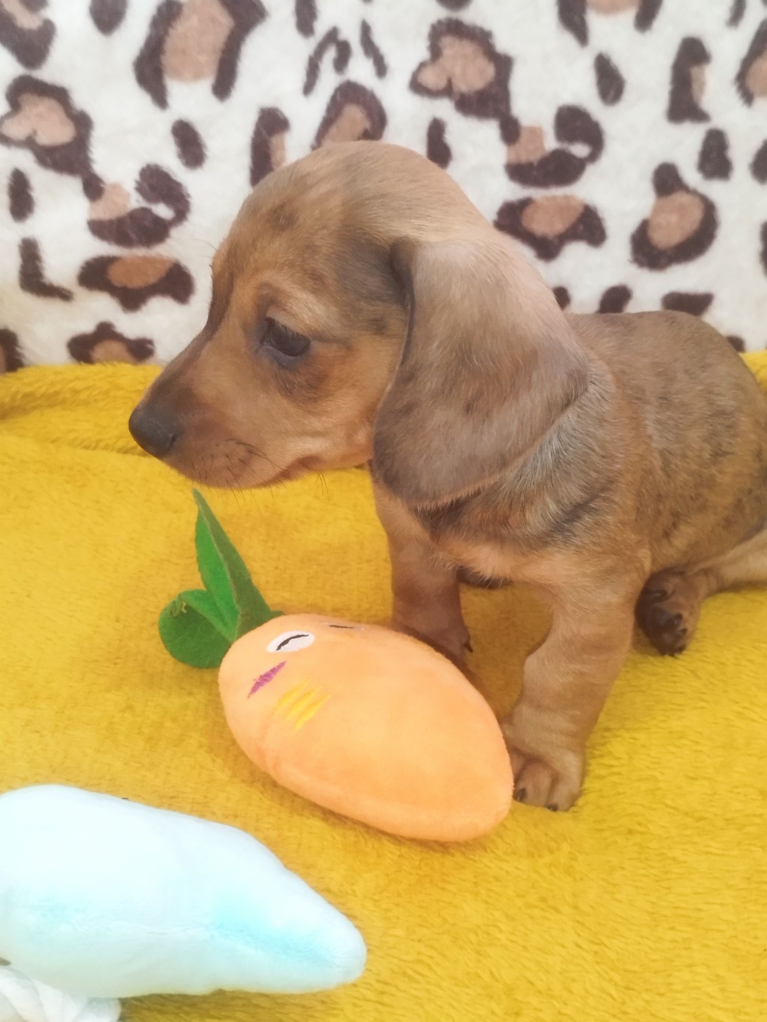 Teckel excelente menino vermelho com Lop (pedigree)