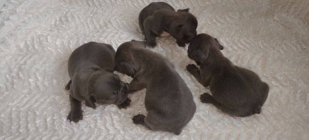 Buldog francuski niebieski suczka