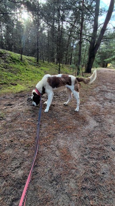 Balto - mieszaniec bernardyna ze świetnym charakterem