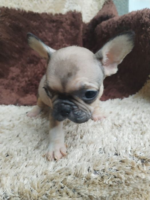 Lindo macho buldogue francês