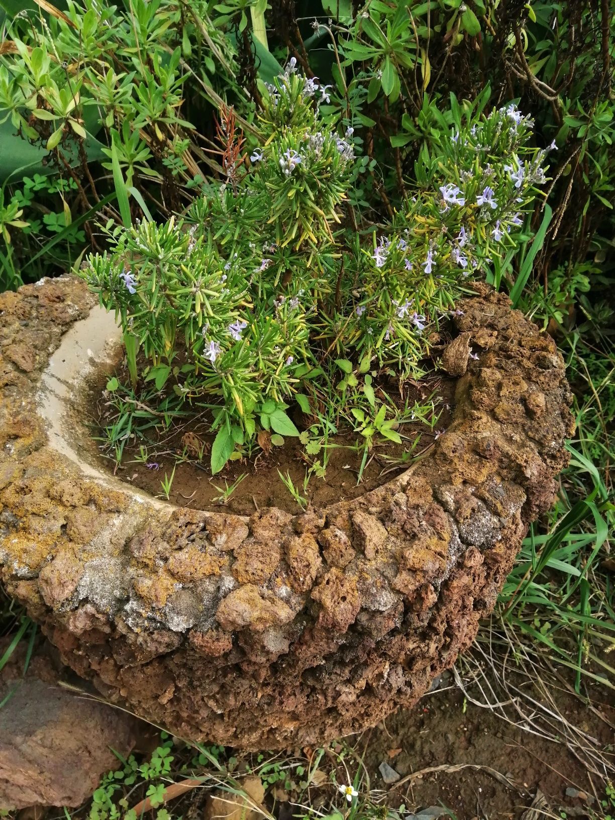 Vaso de alecrim plantado