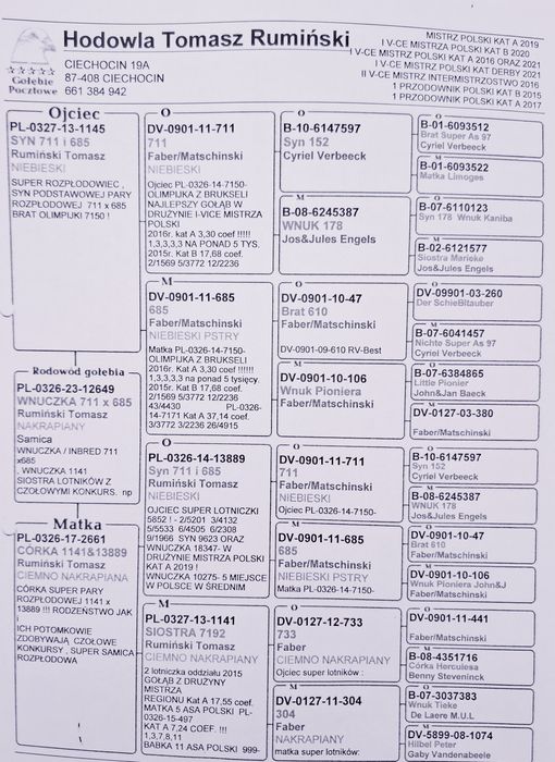 Gołąb pocztowy Samiec M.Ankus x T. Rumiński