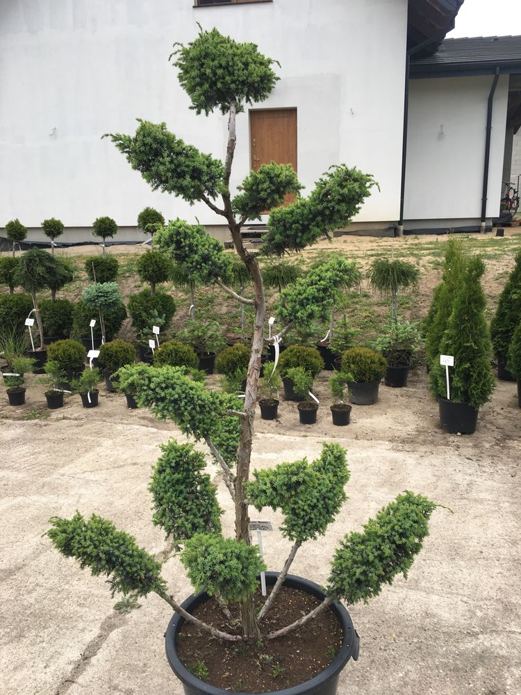 Jałowiec bonsai (juniperus squamata blue alps)