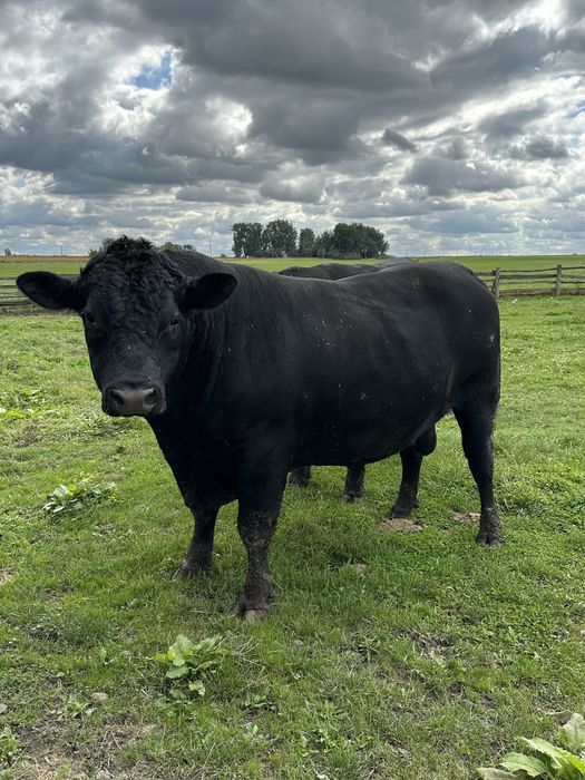 Продам Бички