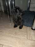 Sprzedam Shih-Tzu