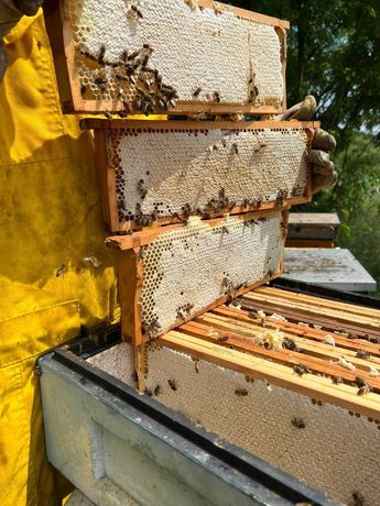 miód Miód wielokwiatowy pasieka pszczoły  wiosenny jasny