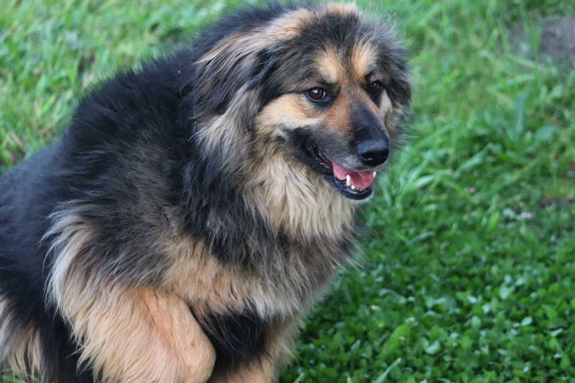 Pokochaj KOLINE czeka na domek