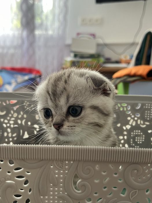 Пурпуровий котик Шотландської породи