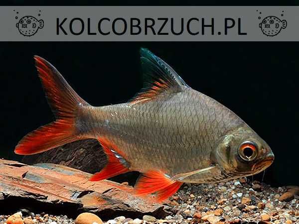 Brzanka Schwanenfelda - wielka - Barbonymus schwanefeldii - DOWOZIMY