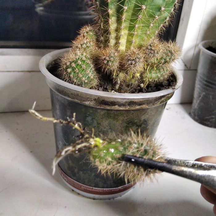 Продам молодые кактусы, деток и взрослые