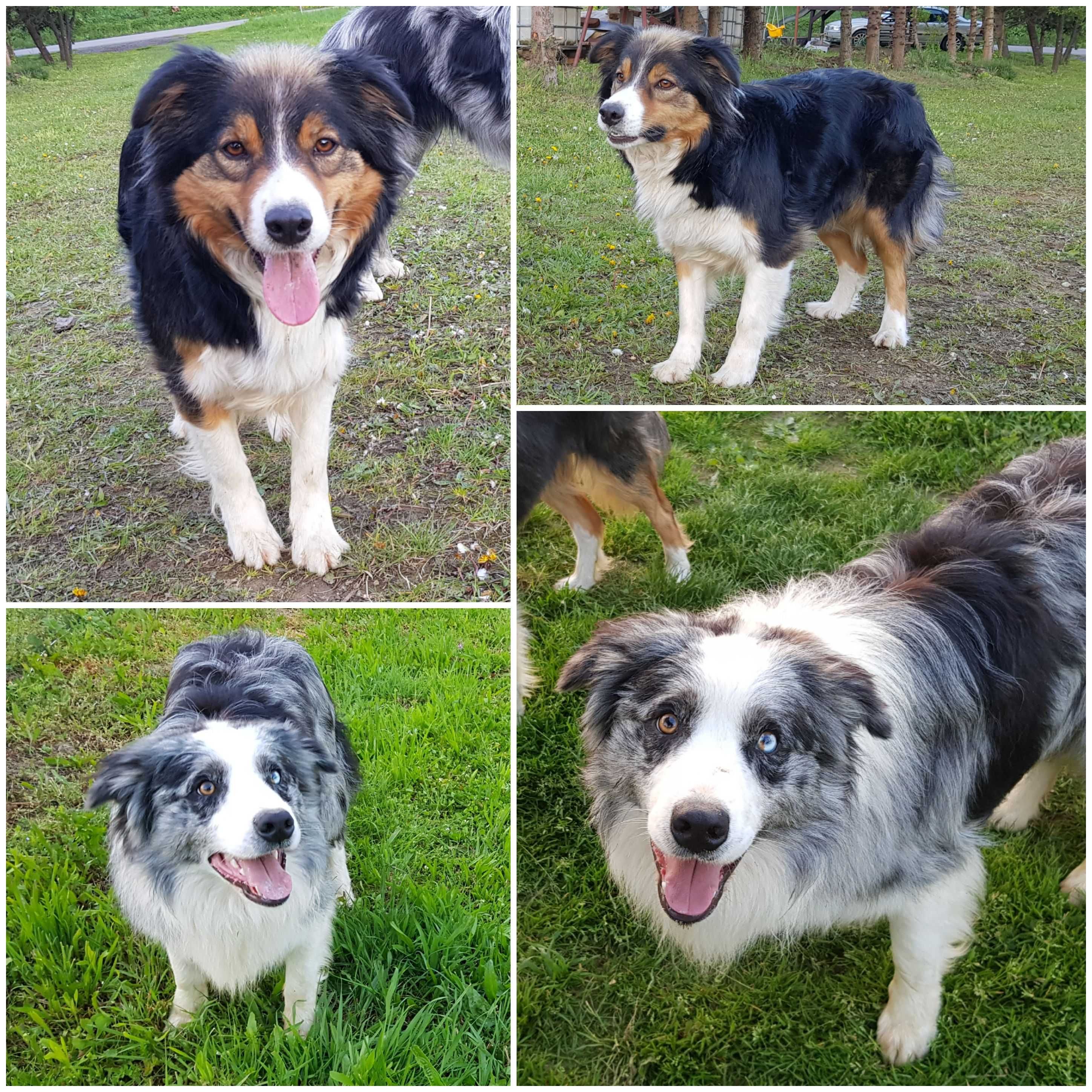 Border Collie piesek samiec przebadani rodzice do odbioru