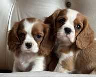 Cavalier king charles spaniel blenheim ekstra klasa piesek z rodowodem