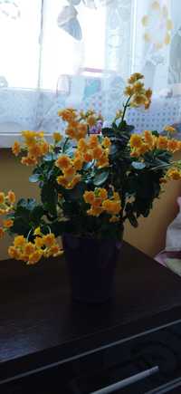 Kalanchoe żółta piękny kwiat domowy