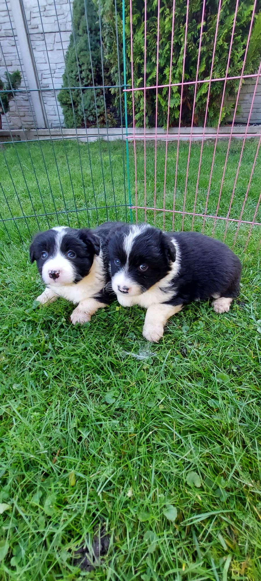 Border collie szczeniak!