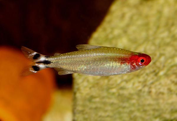 Rodostomus tylko 5,00