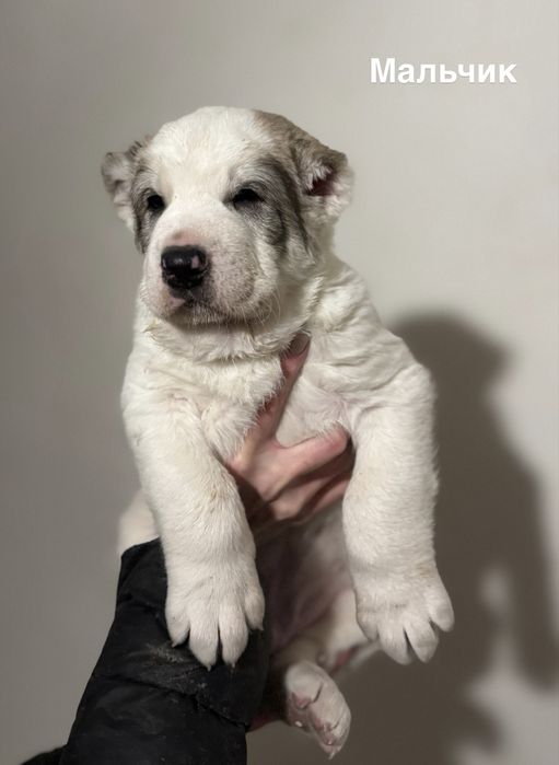 Продам щенков Алабая