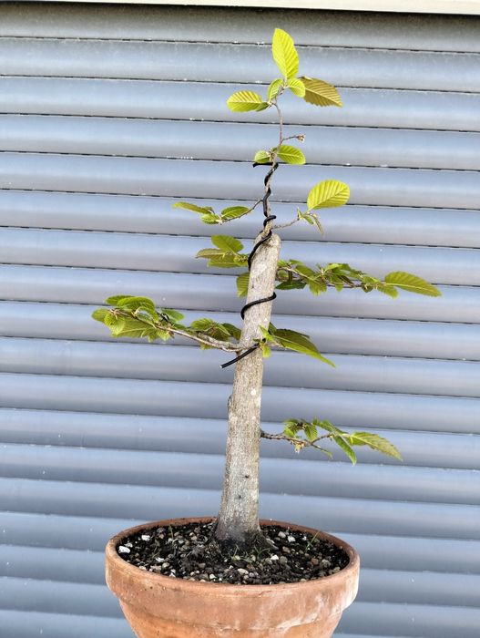 Pré bonsai carpinus betulus
